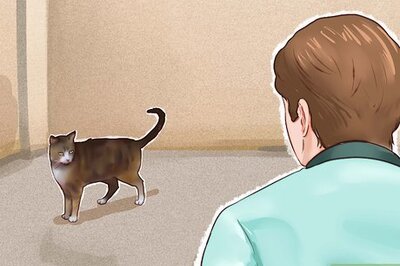 How to Tame a Cat