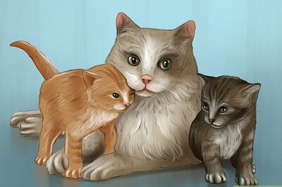 How to Teach a Kitten to Play Nice