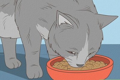 How to Care for Nursing Cats and Their Kittens