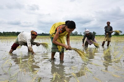 Untimely Rain, No Labour, Dying Demand: Triple Whammy for Farmers as Agricultural Activities Begin Today