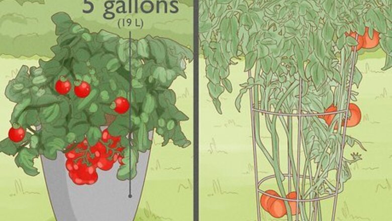 How to Grow Tomatoes in Pots
