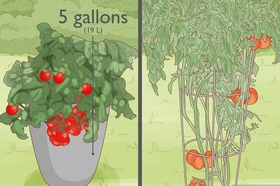 How to Grow Tomatoes in Pots