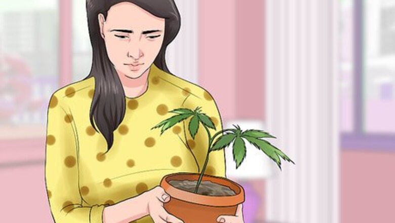 How to Grow a Quality Medical Marijuana