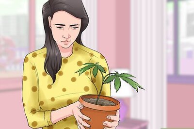 How to Grow a Quality Medical Marijuana