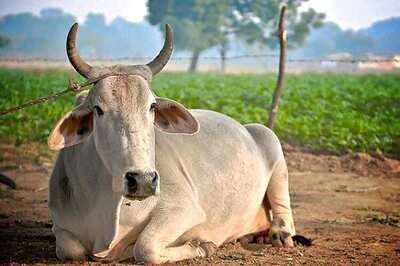 Two Get Five Years' Imprisonment For Cow Slaughter in UP
