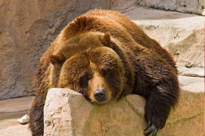 Scientists Try To Decode How Hibernation Prevents Blood Clot In Bears