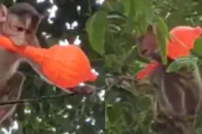 In Belagavi, Monkey Spotted Jumping From One Tree To Another Carrying A Toy Mace