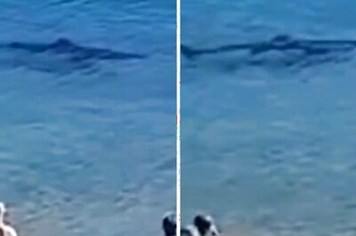 This Video Of A Giant Shark Swimming Close To Spanish Beach Will Send Chills Down Your Spine