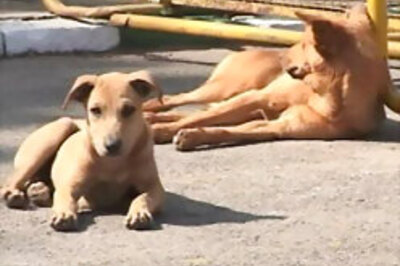 Two men, eight dogs found dead in Delhi dog home