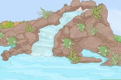 How to Care for a Papyrus Plant