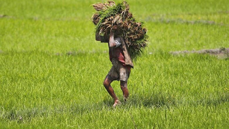 Rural Demand Can Aid, but Not Replace Urban Demand; Agri Sector Could Drive Economic Revival: Report