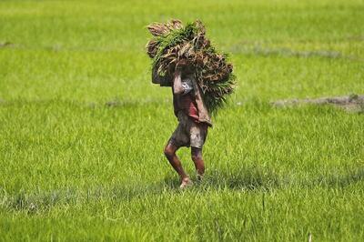 Rural Demand Can Aid, but Not Replace Urban Demand; Agri Sector Could Drive Economic Revival: Report