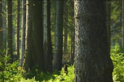 Over 2 Lakh Trees Illegally Chopped Down in Maharashtra in 4 Years; 48,000 Cases Filed