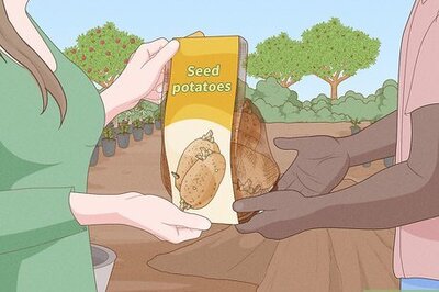 How to Plant Potatoes in Pots
