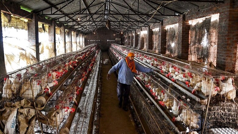 Poultry Industry Hit by Bird Flu Fears, Chicken Prices Drop by 50 percent