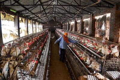 Bird Flu Outbreak: Don't Eat Half-Boiled Eggs and Other Do's and Dont's by Govt's Food Safety Body