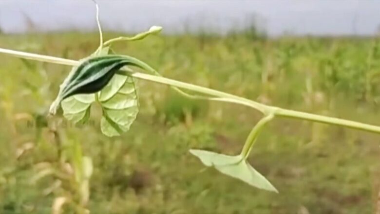 Why This Unique Fruit From Virudhanagar Is Growing Popular