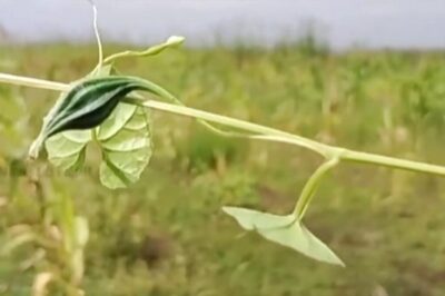 Why This Unique Fruit From Virudhanagar Is Growing Popular