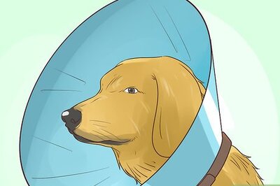 How to Prevent Older Dogs from Creating Lick or Scratch Sores