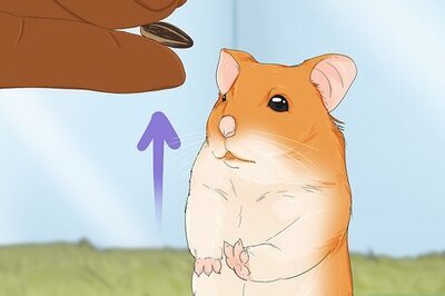 How You Can Train You Pet Hamster to Be Tame & Do Tricks