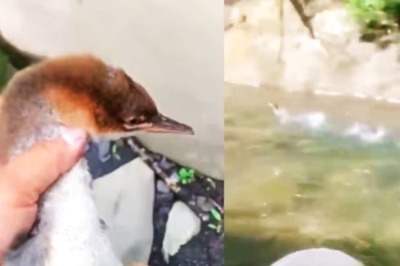 On Camera, Duck Zooms Through Water At Incredible Speed.  Viewers Compare It To Bullet