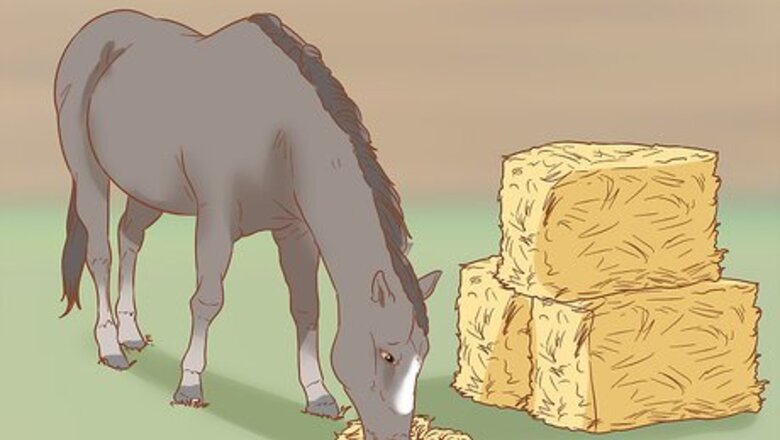 How to Prevent Laminitis in Horses