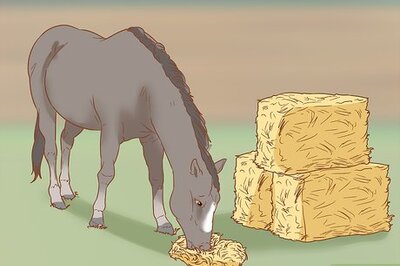 How to Prevent Laminitis in Horses