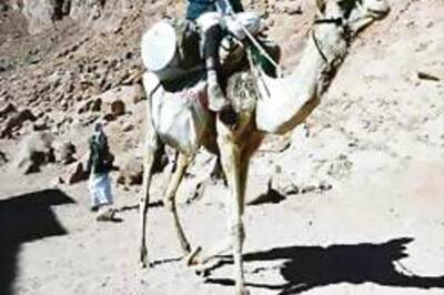 Is camel milk Viagra of Rajasthan?