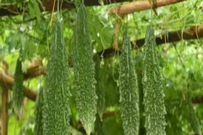 5 Bitter Food Items That Are a Must For Your Good Health