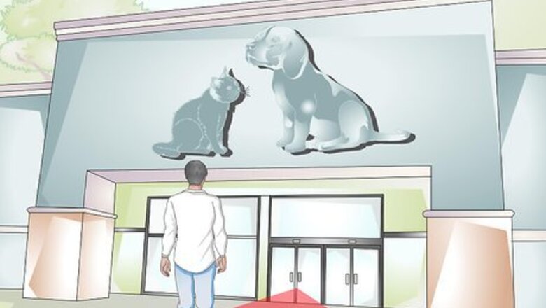 How to Buy a Fire Belly Newt