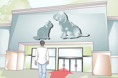 How to Buy a Fire Belly Newt