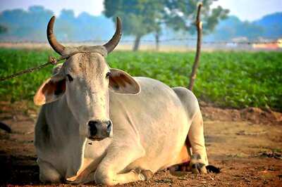 Declare cow as 'Mother of the Nation': Shiv Sena MP
