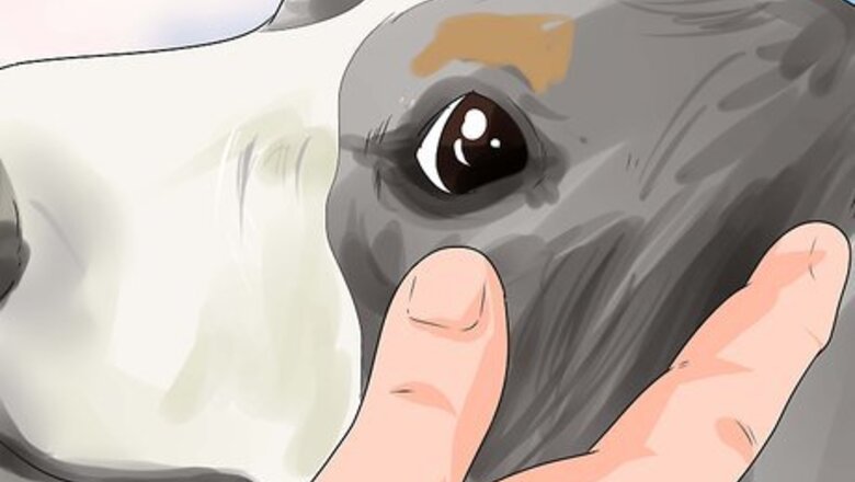 How to Diagnose Canine Eye Infections