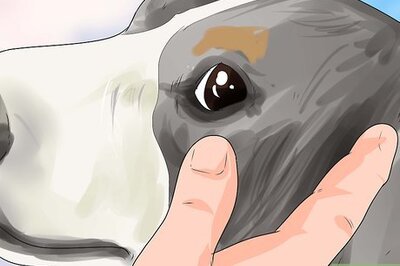 How to Diagnose Canine Eye Infections