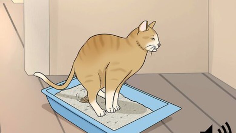 How to Identify Cat Stool Problems