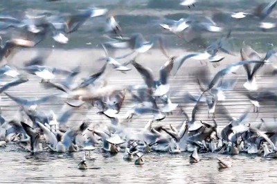 Bird Flu Confirmed in Dead Migratory Birds in Himachal; Outbreak Reported in Four States Now