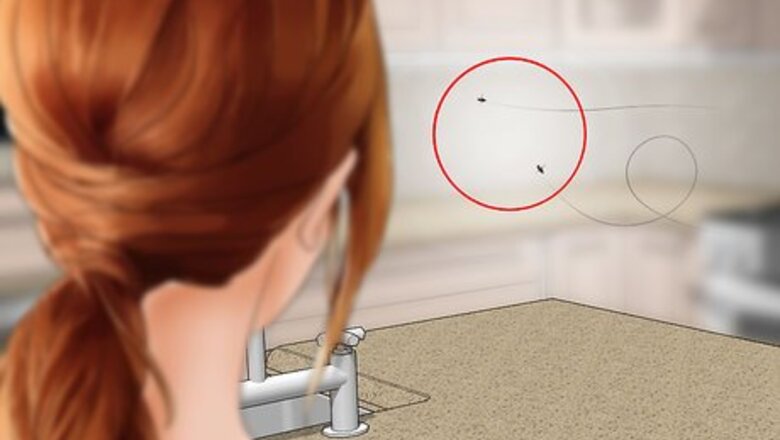 How to Get Rid of Flesh Flies