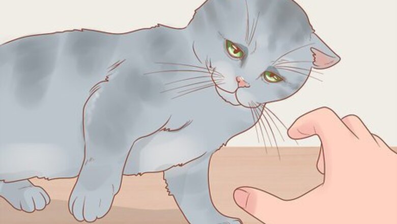 How to Become a Cat Person