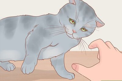 How to Become a Cat Person