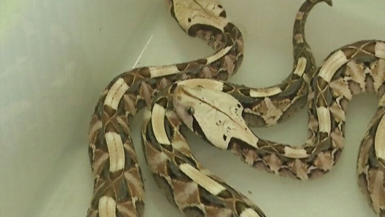 Giant Scorpions and Venomous Snakes Among Exotic Animals Worth Crores Seized in Assam