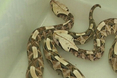 Giant Scorpions and Venomous Snakes Among Exotic Animals Worth Crores Seized in Assam