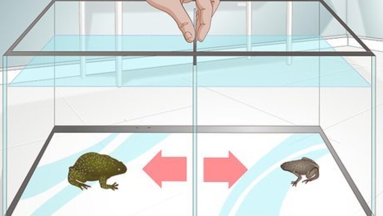 How to Care for African Clawed or Dwarf Frogs