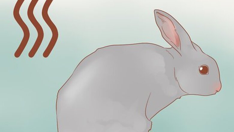 How to Stop a Rabbit from Smelling