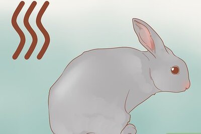 How to Stop a Rabbit from Smelling