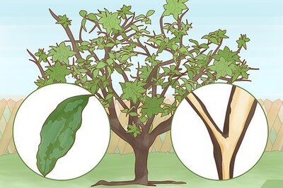 How to Identify Lemon Tree Diseases