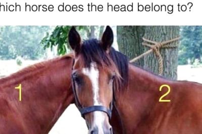 Full Marks If You Can Guess The Horse This Head Belongs To In 10 Seconds