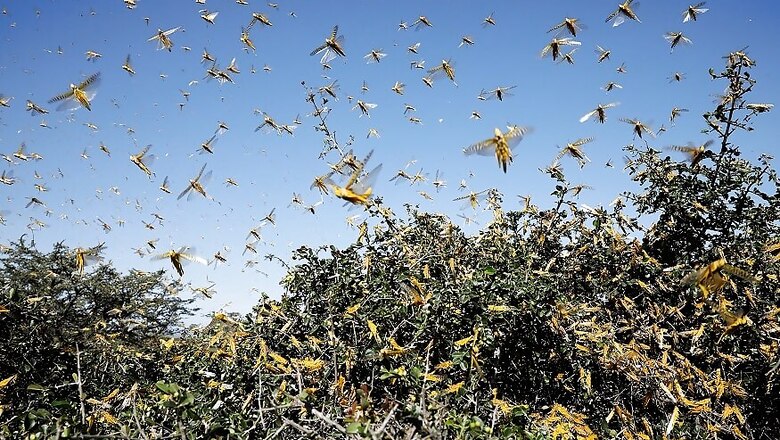 Locust Control Steps Taken in Nearly 3 Lakh Hectare Across 9 States so Far: Centre