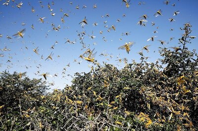 Locust Control Steps Taken in Nearly 3 Lakh Hectare Across 9 States so Far: Centre
