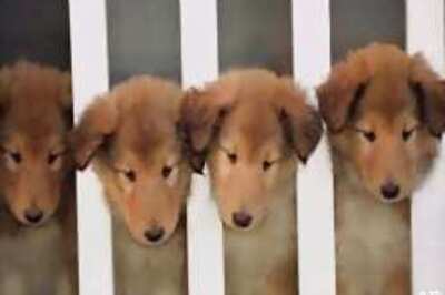 Wanted: Home for terrorist puppies