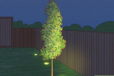 How to Accent Trees With Outdoor Lighting